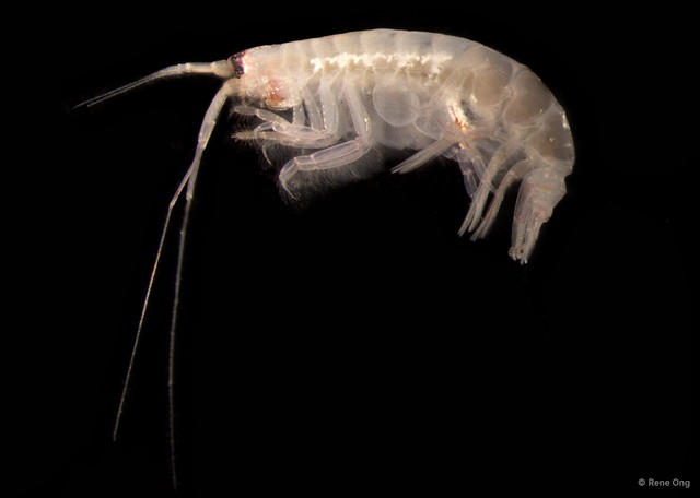 Amphipoda sp. "35" • © Rene Ong • All Rights Reserved