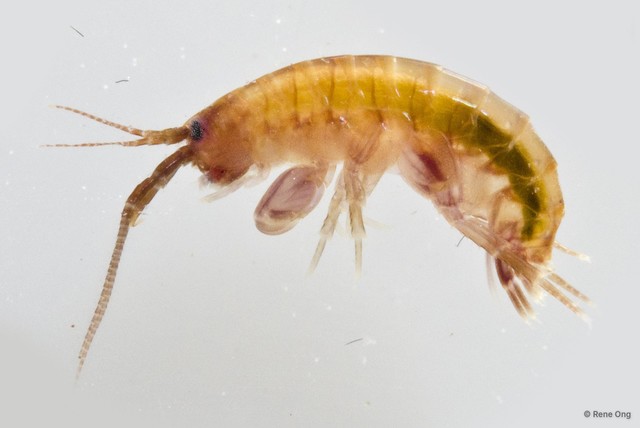 Amphipoda sp. "36" • © Rene Ong • All Rights Reserved