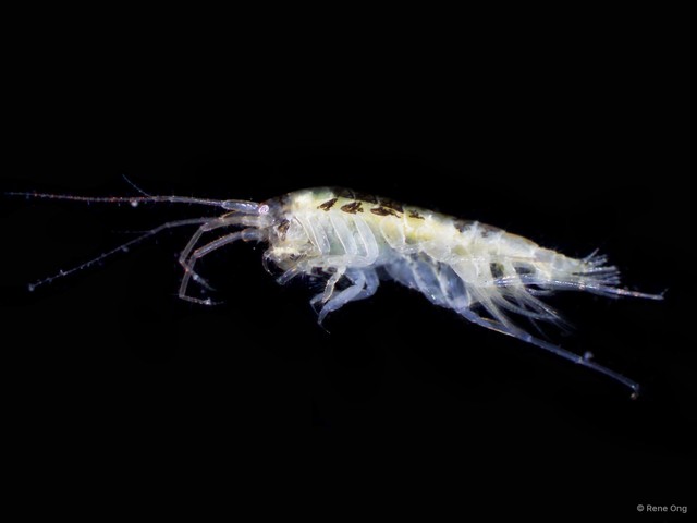 Amphipoda sp. "37" • © Rene Ong • All Rights Reserved