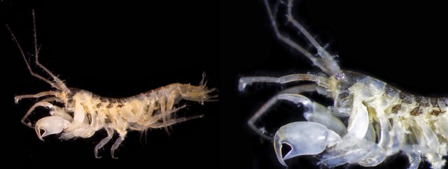 Amphipoda sp. "38" • © Rene Ong • All Rights Reserved