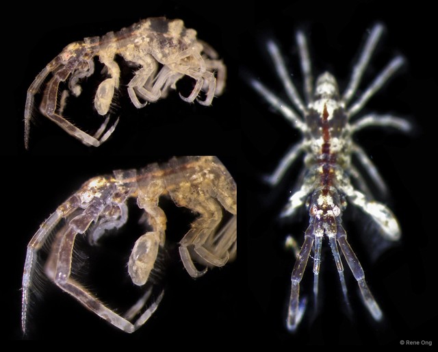 Amphipoda sp. "39" • © Rene Ong • All Rights Reserved