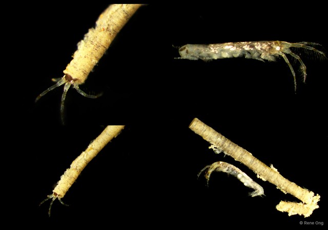 Amphipoda sp. "4" • © Rene Ong • All Rights Reserved