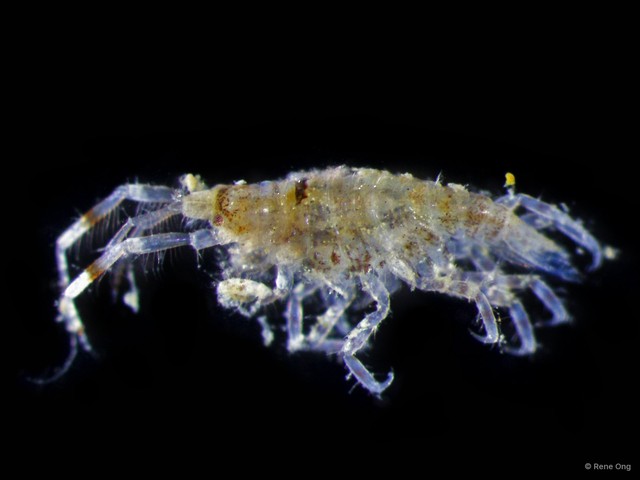 Amphipoda sp. "40" • © Rene Ong • All Rights Reserved