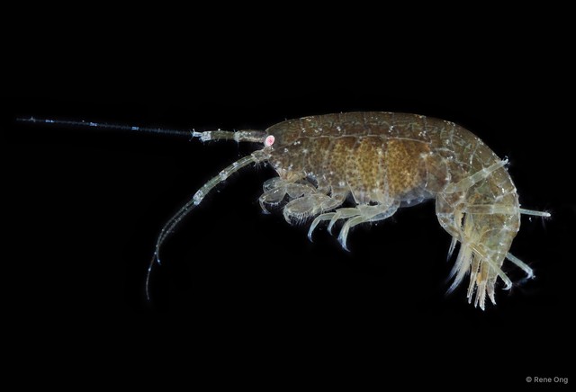 Amphipoda sp. "41" • © Rene Ong • All Rights Reserved