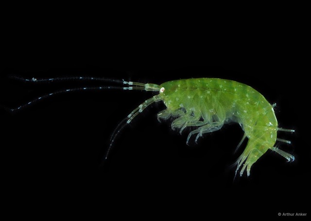 Amphipoda sp. "42" • © Arthur Anker • All Rights Reserved