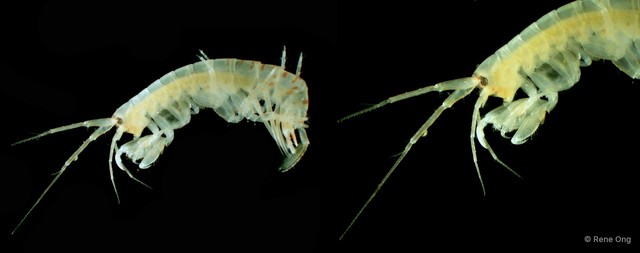 Amphipoda sp. "43" • © Rene Ong • All Rights Reserved