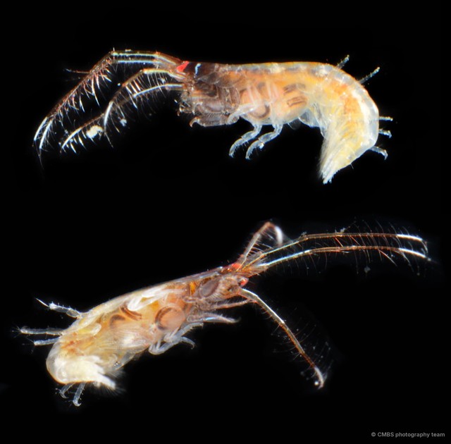 Amphipoda sp. "44" • © CMBS photography team • All Rights Reserved