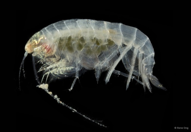 Amphipoda sp. "45" • © Rene Ong • All Rights Reserved