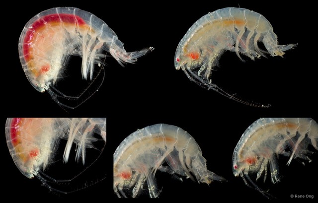Amphipoda sp. "46" • © Rene Ong • All Rights Reserved