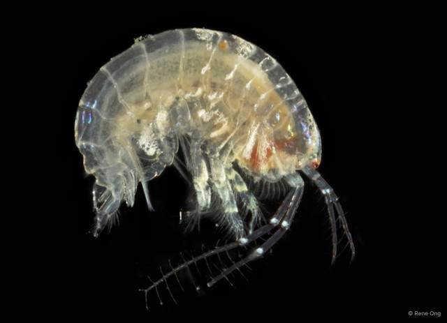 Amphipoda sp. "47" • © Rene Ong • All Rights Reserved