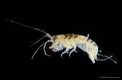 Amphipoda sp. "48"