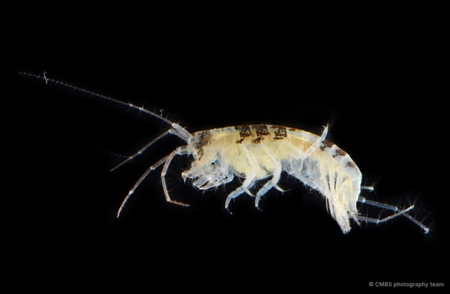 Amphipoda sp. "48" • © CMBS photography team • All Rights Reserved