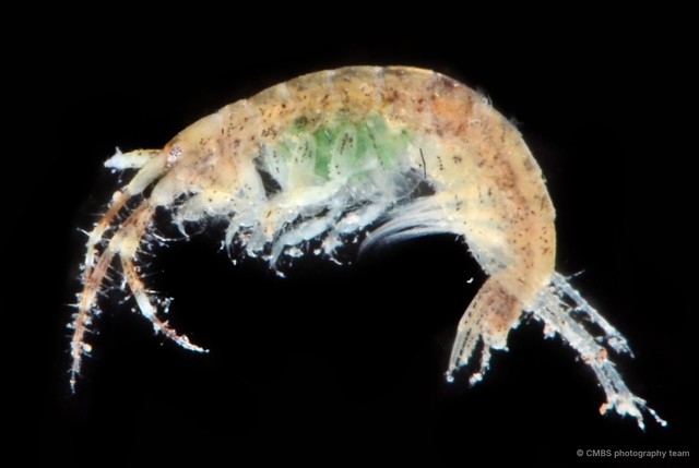 Amphipoda sp. "49" • © CMBS photography team • All Rights Reserved
