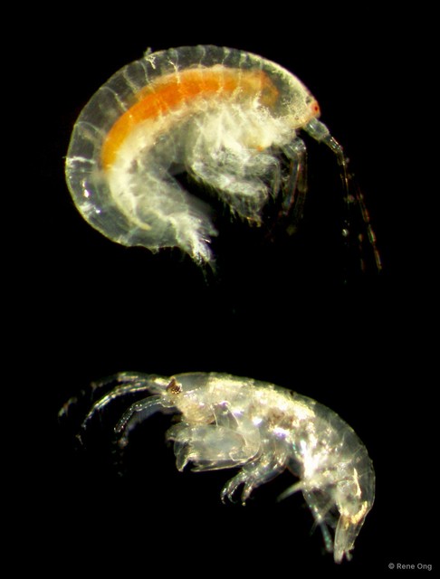 Amphipoda sp. "5" • © Rene Ong • All Rights Reserved