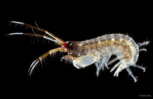 Amphipoda sp. "51" • © Rene Ong • All Rights Reserved