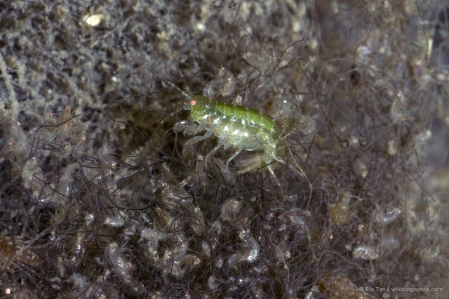 Amphipoda sp. "52" • © Ria Tan • All Rights Reserved