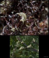 Amphipoda sp. "55"