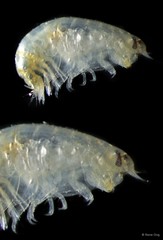 Amphipoda sp. "6"