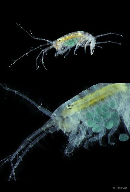 Amphipoda sp. "7" • © Rene Ong • All Rights Reserved