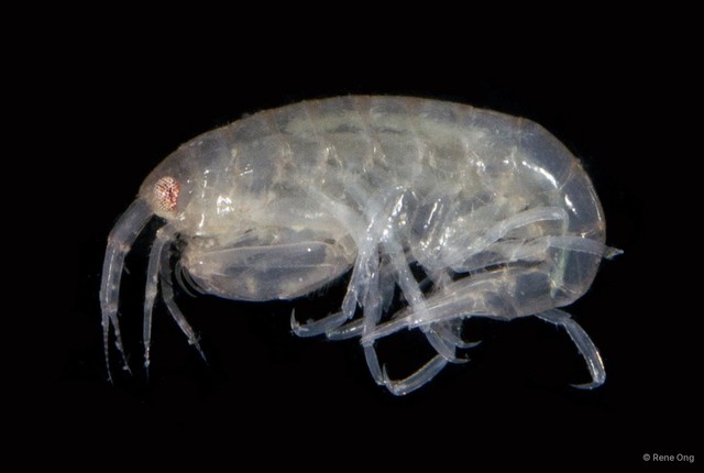 Amphipoda sp. "8" • © Rene Ong • All Rights Reserved