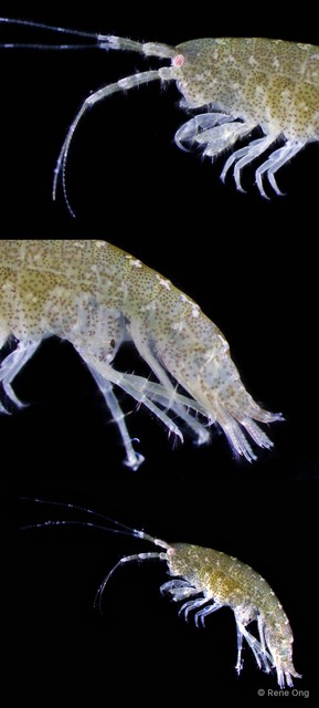 Amphipoda sp. "9" • © Rene Ong • All Rights Reserved
