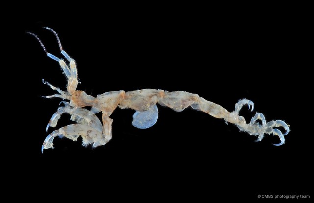 Caprelloidea sp. "f9edcadf" • © CMBS photography team • All Rights Reserved