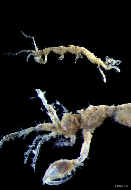 Caprelloidea sp. "Skeleton shrimp 1" • © Rene Ong • All Rights Reserved