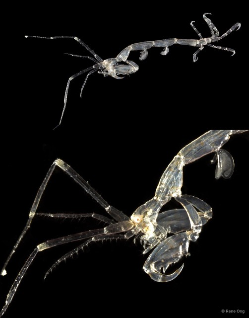 Caprelloidea sp. "Skeleton shrimp 2" • © Rene Ong • All Rights Reserved