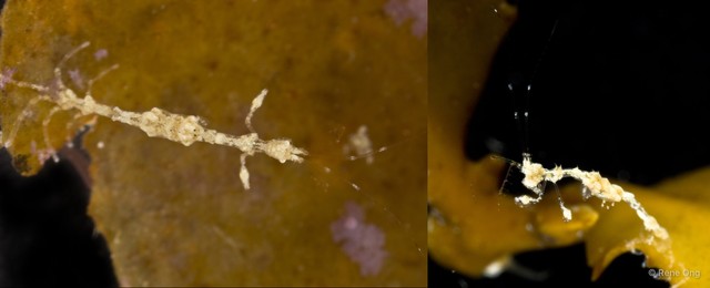 Caprelloidea sp. "Skeleton shrimp 3" • © Rene Ong • All Rights Reserved