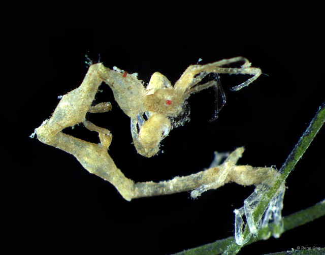 Caprelloidea sp. "Skeleton shrimp 4" • © Rene Ong • All Rights Reserved