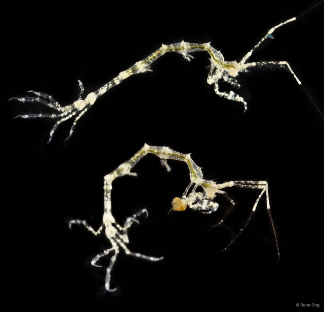 Caprelloidea sp. "Skeleton shrimp 5" • © Rene Ong • All Rights Reserved