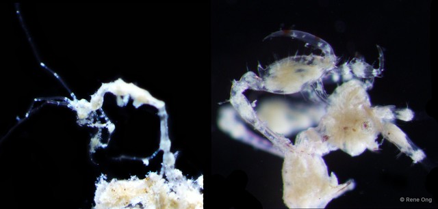 Caprelloidea sp. "Skeleton shrimp 6" • © Rene Ong • All Rights Reserved