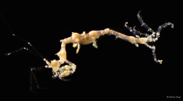 Caprelloidea sp. "Skeleton shrimp 7" • © Rene Ong • All Rights Reserved