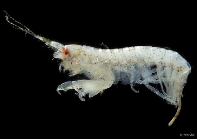 Caprelloidea sp. "Skeleton shrimp 8" • © Rene Ong • All Rights Reserved