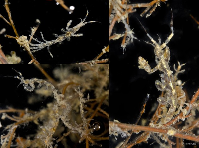 Caprelloidea sp. "Skeleton shrimp 9" • © Rene Ong • All Rights Reserved