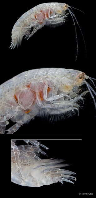Byblis sp. "f9edcadc" • © Rene Ong • All Rights Reserved