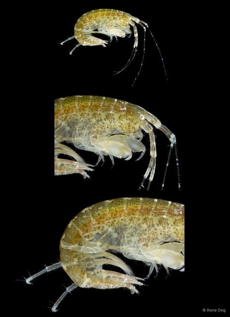 Amphithoe sp. "1" • © Rene Ong • All Rights Reserved