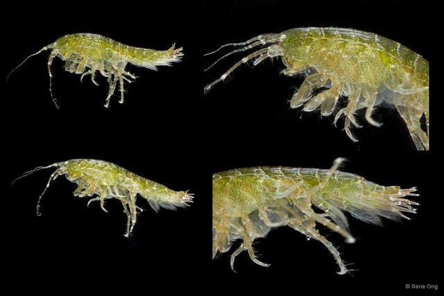 Amphithoe sp. "2" • © Rene Ong • All Rights Reserved