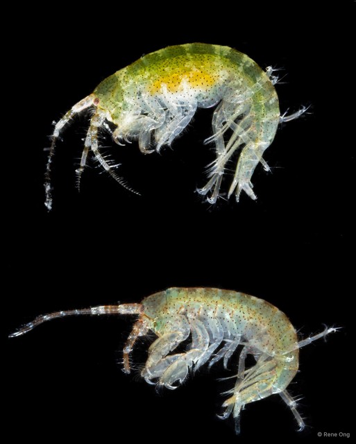 Ampithoe sp. "cf. cookana" • © Rene Ong • All Rights Reserved