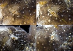 Polycheria sp. "739472c0"