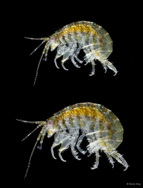Protohyale sp. "f9edcafd" • © Rene Ong • All Rights Reserved