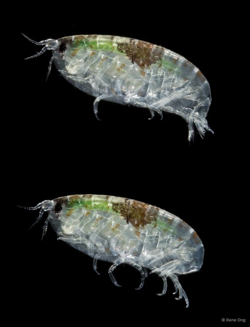 Pseudambasia sp. "f9edcb6a" • © Rene Ong • All Rights Reserved
