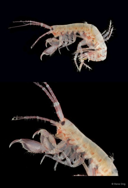 Ceradocus sp. "1" • © Rene Ong • All Rights Reserved