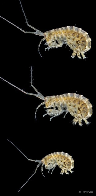 Parelasmopus cymatilis • © Rene Ong • All Rights Reserved