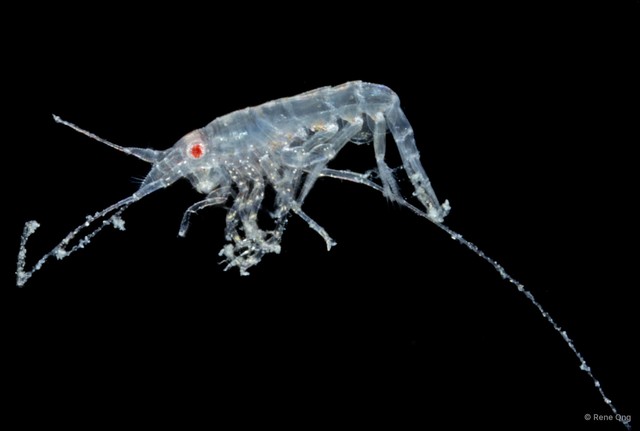 Maxillipius sp. "f9edcaee" • © Rene Ong • All Rights Reserved