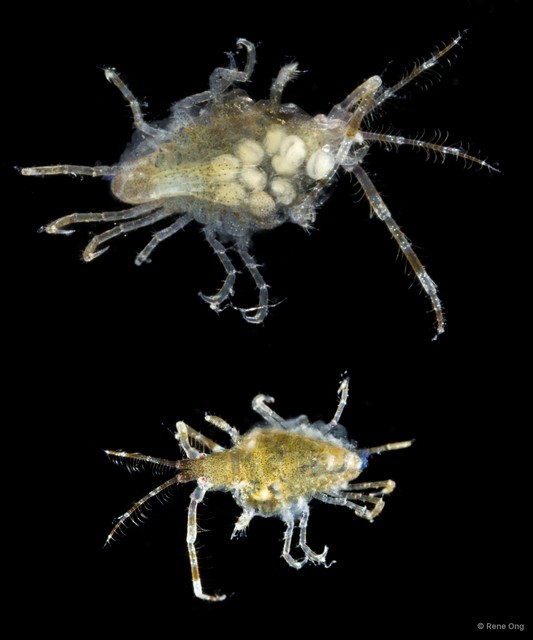 Podocerus cyrenensis