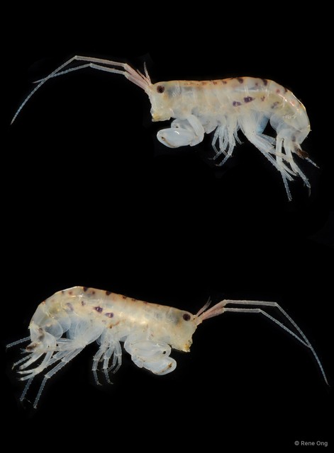 Talorchestia sp. "f9edcb6d" • © Rene Ong • All Rights Reserved