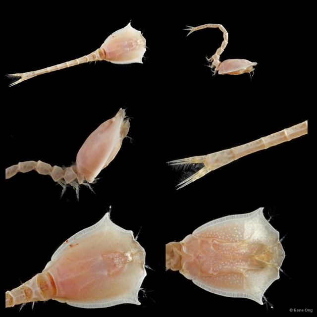 Cumacea sp. "Cumacean. 1" • © Rene Ong • All Rights Reserved