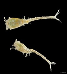 Cumacea sp. "Cumacean. 3"