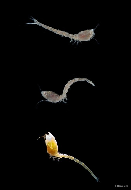 Cumacea sp. "Cumacean. 5" • © Rene Ong • All Rights Reserved